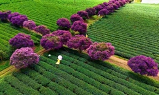 Mê mẩn sắc hoa mua tím biếc nở rộ trên đồi trà ở Lâm Đồng