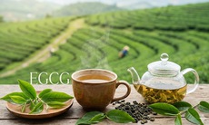 Hệ miễn dịch thay đổi thế nào khi bạn uống trà xanh?