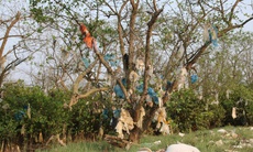 Rừng bần nguyên sinh ven sông Lam 'nghẹt thở' trong rác thải