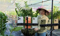 Trồng lan cảnh nghệ thuật cho lợi nhuận 2 tỷ đồng/năm