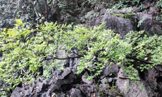 Vì sao cây muội hồng bị cấm khai thác?