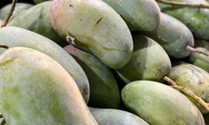 Tiểu thương bật mí cách chọn loại xoài đang ‘làm mưa làm gió’ thị trường Việt, vừa giòn vừa ngọt, quả nào cũng dày thịt, hạt mỏng dính