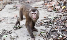 Ở nơi có nhiều loài cây trong Sách Đỏ và dễ gặp động vật quý hiếm