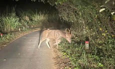 Giám đốc Vườn quốc gia chỉ ra những việc người dân cần làm khi gặp động, thực vật quý hiếm