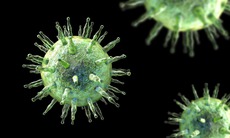 Các nhà khoa học vừa tìm ra cách ngăn chặn loại virus lây nhiễm tới 95% dân số thế giới
