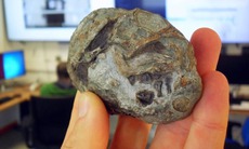 Hóa thạch 250 triệu năm tuổi hé lộ sự thật 'sốc' về động vật có vú