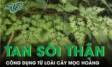 Loài cây mọc hoang giúp hỗ trợ tan sỏi thận được nhiều người tìm dùng 