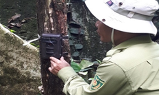 Những thiết bị hiện đại, trí tuệ nhân tạo được triển khai để bảo vệ động vật hoang dã quý hiếm