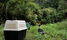 Nhiều động vật quý hiếm từ Hà Nội được thả ở rừng Phong Nha