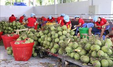 Giá dừa tươi vào mùa nắng nóng tăng gấp 3 lần