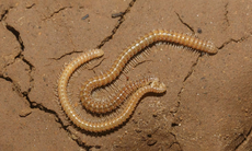 Sự đa dạng các loài động vật trong hang động lớn nhất thế giới