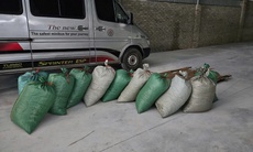 Buôn bán gần 900kg vảy tê tê cực kỳ quý hiếm, lĩnh án 8 năm tù