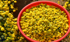 10 món cháo thuốc phòng và trị bệnh trong mùa hè