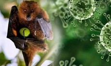 Trung Quốc ban hành hướng dẫn về virus Nipah