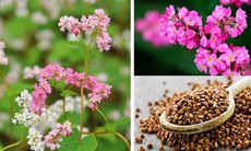 Bí mật sức khỏe trong một tách trà