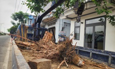 Nguyên nhân hàng chục cây xanh ở Huế bị cưa hạ giữa mùa nắng nóng