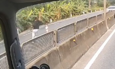 Video khoảnh khắc tài xế băng qua làn ngược chiều cứu cháu bé khỏi tình huống nguy hiểm