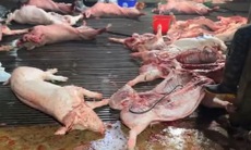 Công an làm rõ thịt lợn từ Cường Phát vào 26 bếp ăn trường học ở Hà Nội