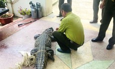 Nam thanh niên bất ngờ phát hiện cá sấu nặng 50kg bị lạc dưới kênh mương nội đồng