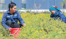 Dược liệu không chỉ là tài nguyên thiên nhiên mà còn là 'tài sản sức khỏe'