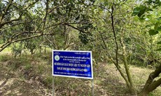 Dược liệu Việt Nam: Lợi thế vàng và cơ hội bứt phá trong kỷ nguyên công nghệ