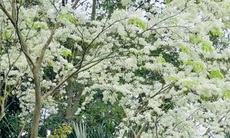 Sống chậm trong không gian xanh ở Vườn thực vật Hà Nội