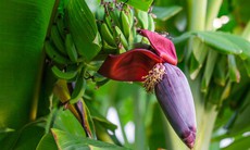 7 lý do nên ăn hoa chuối