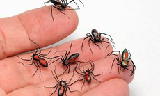 Nhận biết vết côn trùng cắn, đốt và cách xử trí đúng để tránh biến chứng nguy hiểm