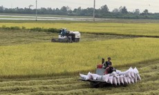 Giá gạo xuất khẩu tăng, thị trường lo ngại tác động của El Niño