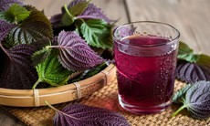 5 lợi ích khi uống nước lá tía tô mỗi sáng trong 30 ngày