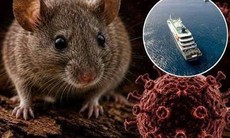 Điều gì khiến Hantavirus trở thành mối lo y tế dù ít gặp?