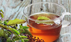 3 loại lá thông dụng hỗ trợ điều trị tăng huyết áp