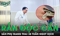 Bị rắn hổ mang cắn, sản phụ mang thai 38 tuần nguy kịch nhập viện khẩn