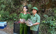 Thả 5 cá thể động vật nguy cấp, quý hiếm vào rừng ở Đắk Lắk