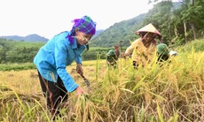 Video: Đồng bào Chứt vùng biên viễn thu hoạch những bông lúa vàng trĩu hạt