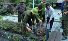 Hải Phòng: Thả hơn 3.200 cá thể chim, động vật quý hiếm về tự nhiên