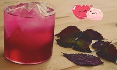 Uống nước lá tía tô có giảm mỡ máu không?