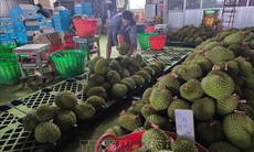 Giá sầu riêng giảm sâu, nông dân đối mặt thua lỗ