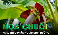 Hoa chuối giúp giảm mỡ máu, ổn định đường huyết và tốt cho hệ tiêu hóa