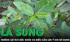 Lá sung có phải 'thần dược' như lời đồn?