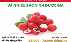 Niên vụ 2026: Vải thiều Bắc Ninh được giá