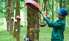 Cổ phiếu GVR được khuyến nghị mua