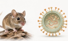 Phòng bệnh do virus Hanta, bác sĩ khuyến cáo gì?
