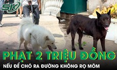 Từ 1/8, phạt tới 2 triệu đồng nếu để chó ra đường không rọ mõm, không xích giữ chó
