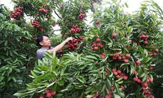 Vải thiều được giá, người trồng phấn khởi dù sản lượng giảm hơn 50%
