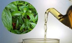 Cây xương khỉ: Cách sử dụng và lưu ý khi dùng