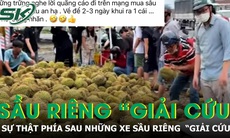 Sự thật đáng buồn phía sau những tấm bảng 'giải cứu' sầu riêng giá 25.000 đồng/kg