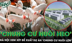 Hà Nội xem xét xây dựng tổ hợp chăn nuôi lợn trong nhà cao tầng