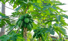 6 tác dụng đặc biệt của lá đu đủ