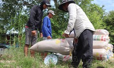 Nông dân Cần Thơ thu hoạch lúa Hè Thu sớm, đối mặt với thua lỗ